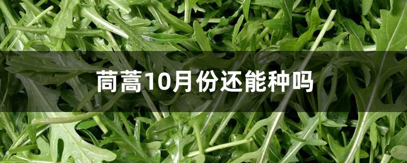 茼蒿10月份还能种吗 茼蒿10月份还能种吗