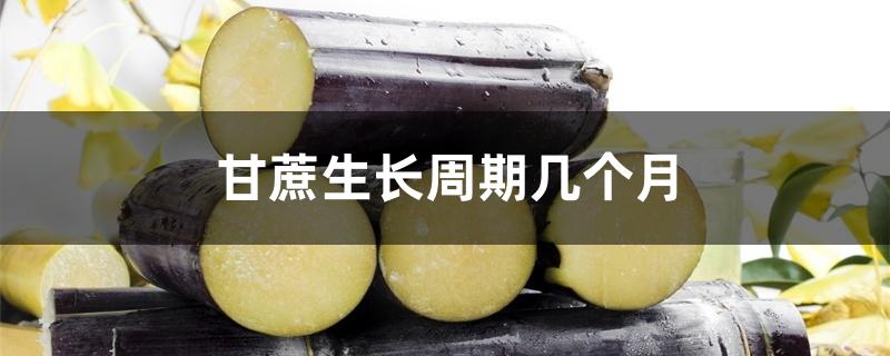 甘蔗生长周期几个月 甘蔗生长周期几个月