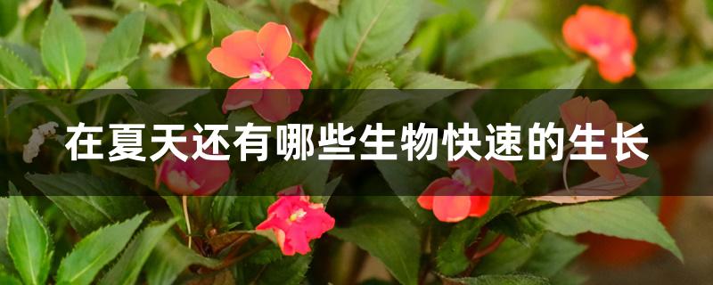 在夏天还有哪些生物快速的生长 在夏天还有哪些生物快速的生长