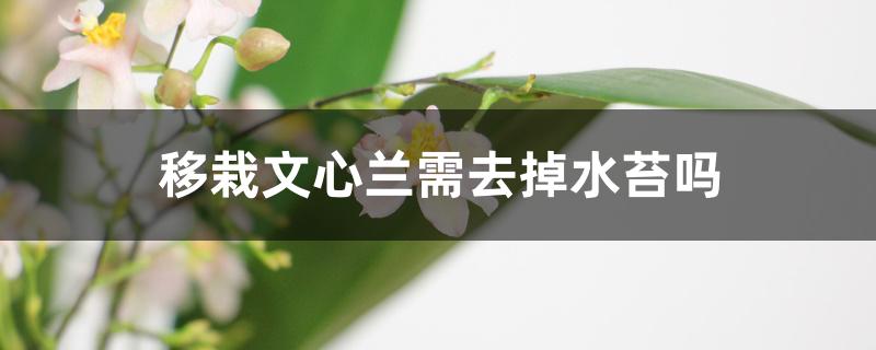 移栽文心兰需去掉水苔吗 移栽文心兰需去掉水苔吗