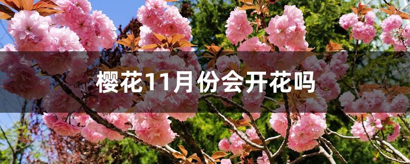 樱花11月份会开花吗 樱花11月份会开花吗