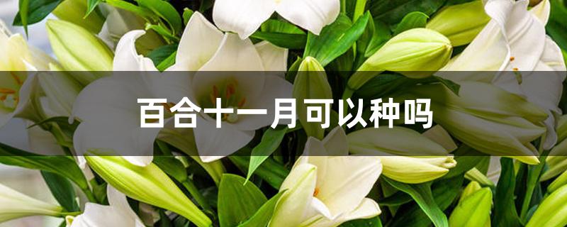 百合十一月可以种吗 百合十一月可以种吗