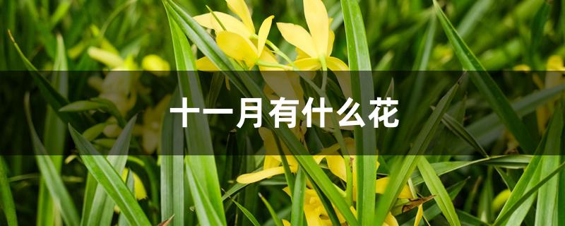 十一月有什么花 十一月有什么花