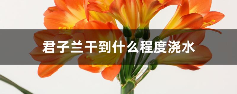 君子兰干到什么程度浇水 君子兰干到什么程度浇水