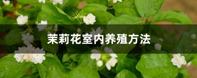 茉莉花室内养殖方法 茉莉花室内养殖方法