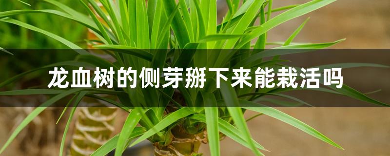 龙血树的侧芽掰下来能栽活吗 龙血树的侧芽掰下来能栽活吗