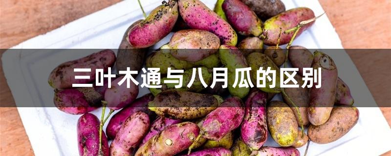 三叶木通与八月瓜的区别 三叶木通与八月瓜的区别