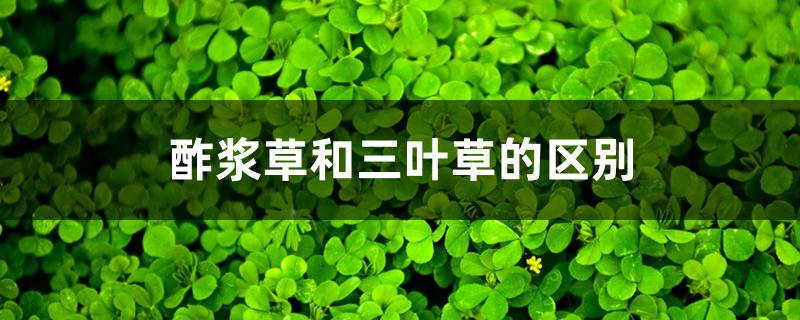 酢浆草和三叶草的区别 酢浆草和三叶草的区别