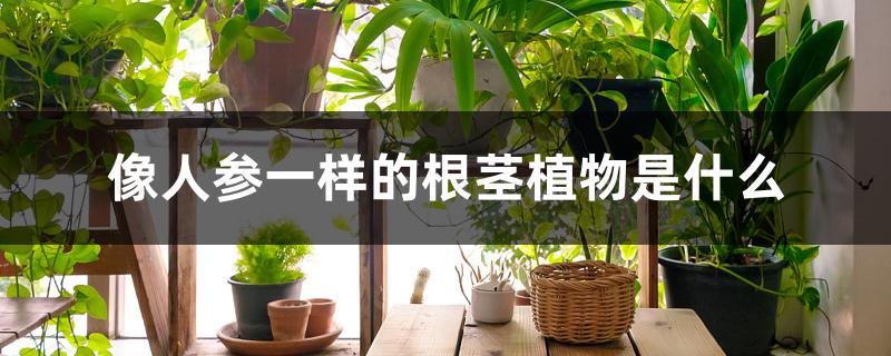 像人参一样的根茎植物是什么 像人参一样的根茎植物是什么