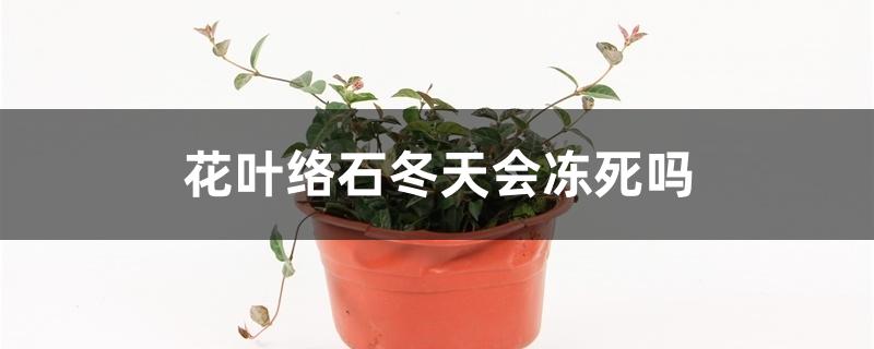 花叶络石冬天会冻死吗