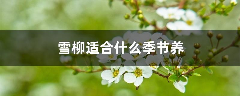 雪柳适合什么季节养 雪柳适合什么季节养