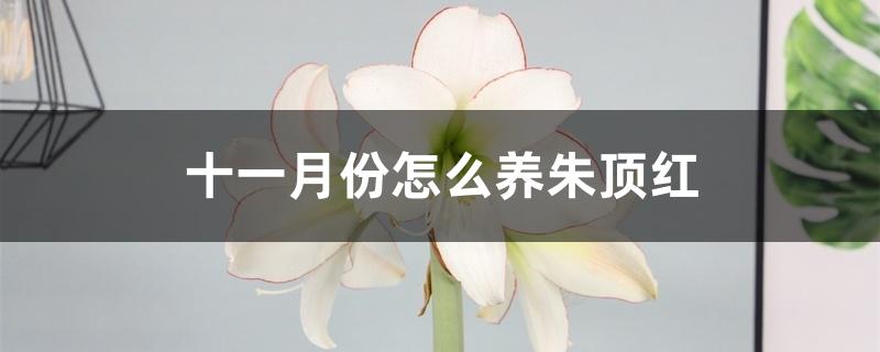 十一月份怎么养朱顶红 十一月份怎么养朱顶红