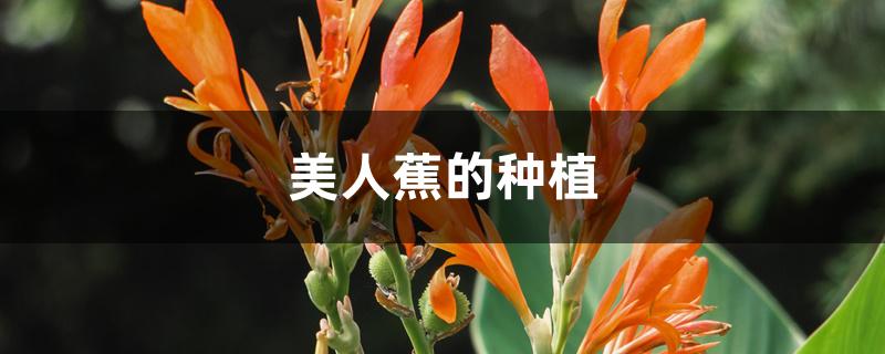 美人蕉的种植 美人蕉的种植