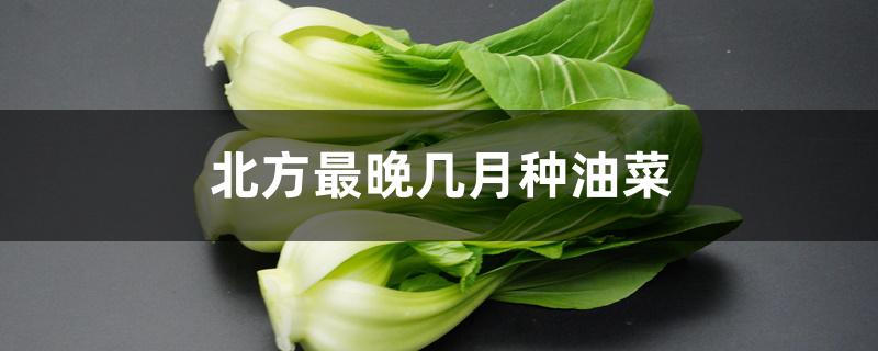 北方最晚几月种油菜 北方最晚几月种油菜