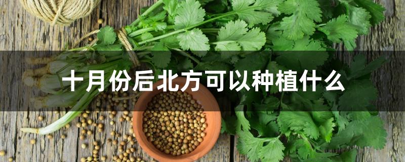 十月份后北方可以种植什么