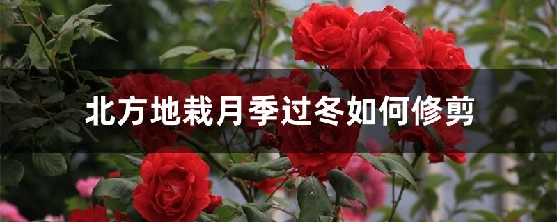 北方地栽月季过冬如何修剪 北方地栽月季过冬如何修剪