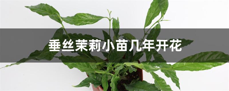 垂丝茉莉小苗几年开花 垂丝茉莉小苗几年开花