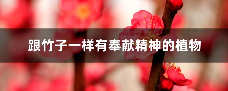 跟竹子一样有奉献精神的植物 跟竹子一样有奉献精神的植物