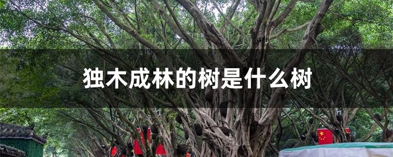 独木成林的树是什么树 独木成林的树是什么树