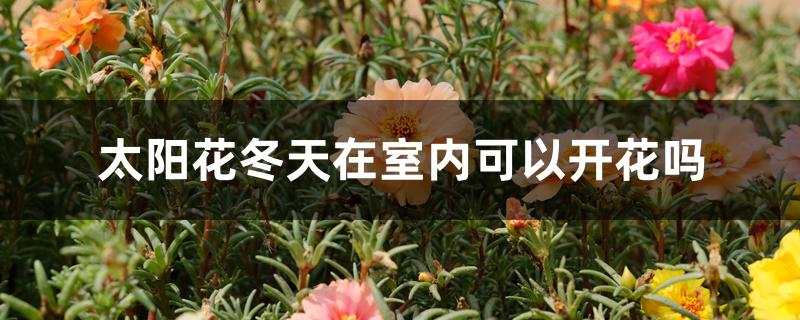 太阳花冬天在室内可以开花吗 太阳花冬天在室内可以开花吗