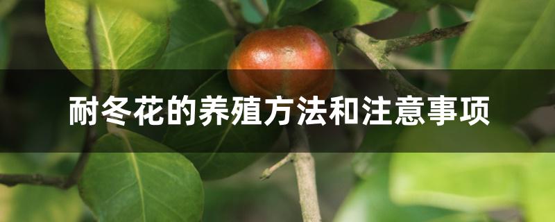 耐冬花的养殖方法和注意事项 耐冬花的养殖方法和注意事项