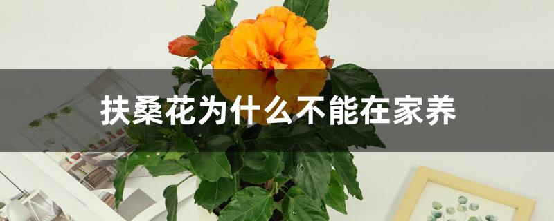 扶桑花为什么不能在家养 扶桑花为什么不能在家养