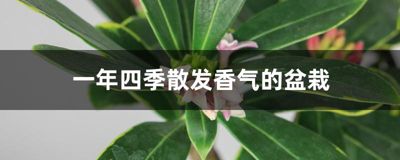 一年四季散发香气的盆栽