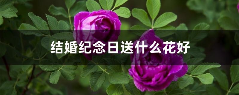 结婚纪念日送什么花好 结婚纪念日送什么花好