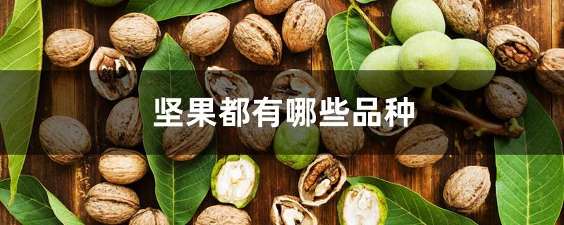 坚果都有哪些品种 坚果都有哪些品种