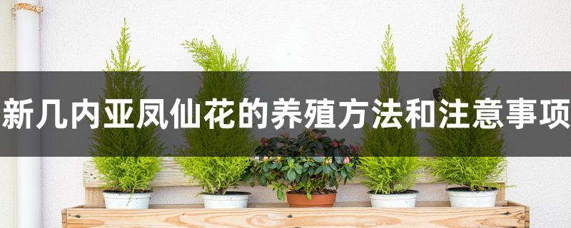 新几内亚凤仙花的养殖方法和注意事项 新几内亚凤仙花的养殖方法和注意事项