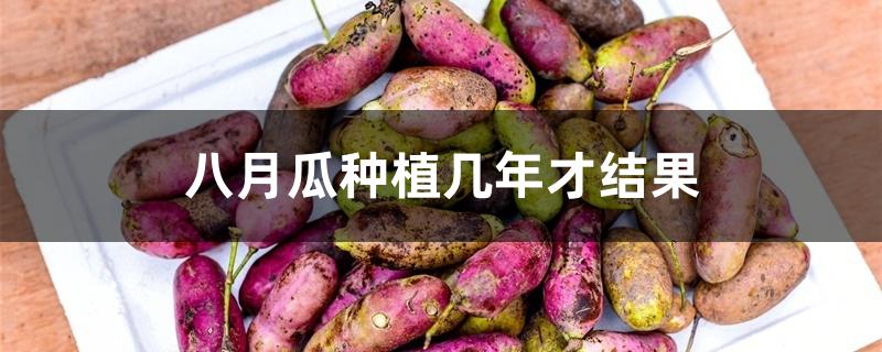 八月瓜种植几年才结果 八月瓜种植几年才结果