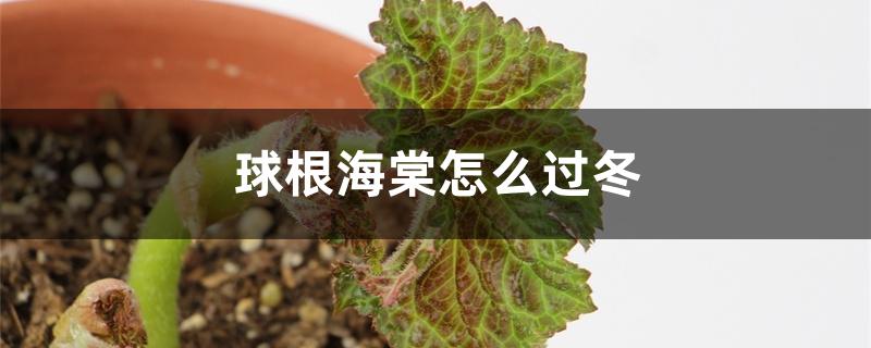 球根海棠怎么过冬 球根海棠怎么过冬