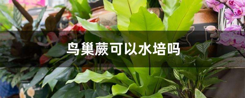 鸟巢蕨可以水培吗 鸟巢蕨可以水培吗