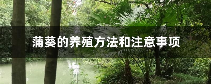 蒲葵的养殖方法和注意事项 蒲葵的养殖方法和注意事项