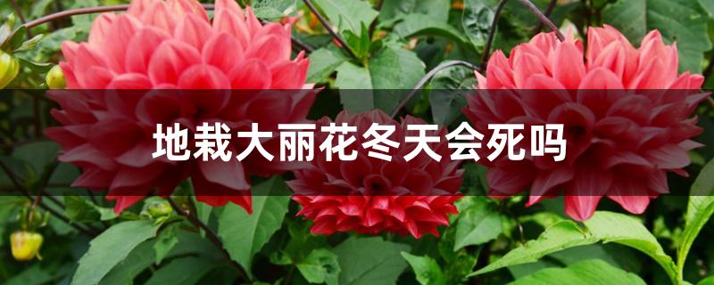 地栽大丽花冬天会死吗 地栽大丽花冬天会死吗
