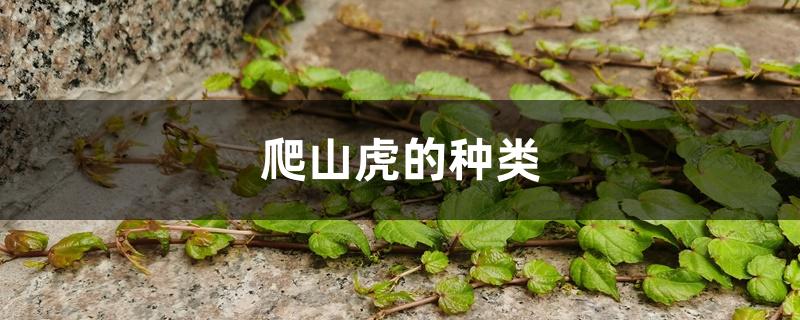 爬山虎的种类