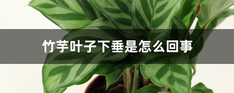 竹芋叶子下垂是怎么回事 竹芋叶子下垂是怎么回事