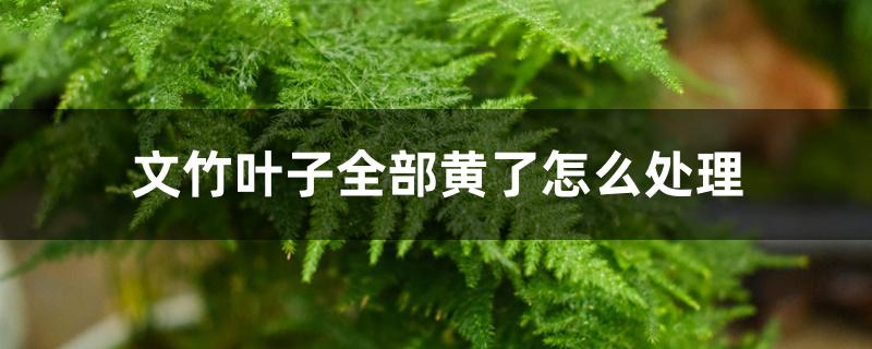 文竹叶子全部黄了怎么处理 文竹叶子全部黄了怎么处理