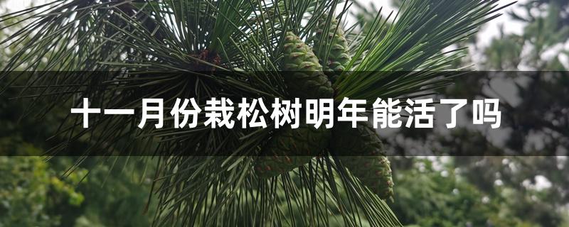 十一月份栽松树明年能活了吗 十一月份栽松树明年能活了吗
