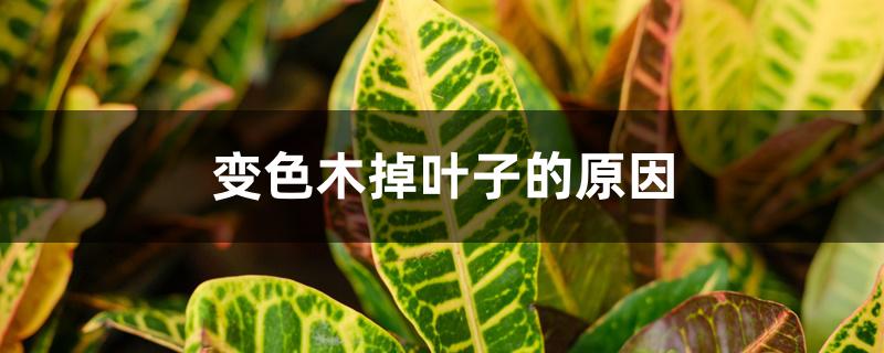 变色木掉叶子的原因 变色木掉叶子的原因
