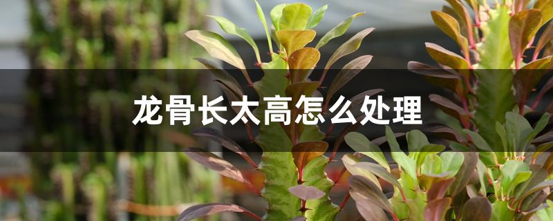 龙骨长太高怎么处理 龙骨长太高怎么处理