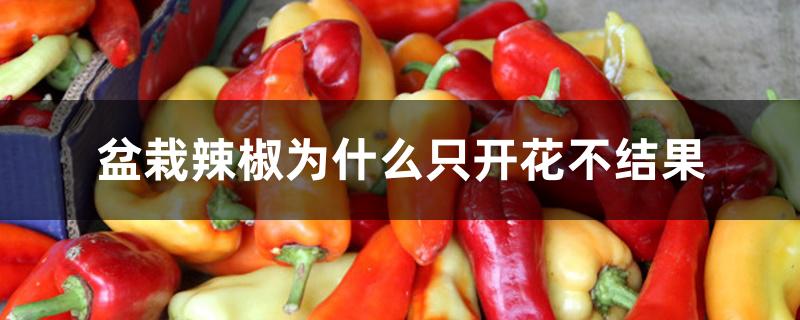 盆栽辣椒为什么只开花不结果 盆栽辣椒为什么只开花不结果