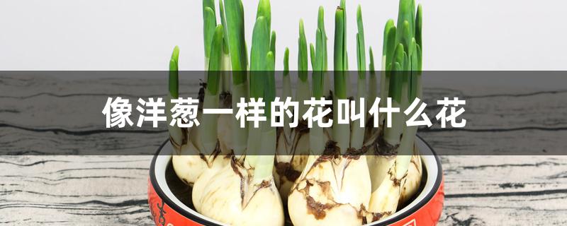 像洋葱一样的花叫什么花 像洋葱一样的花叫什么花