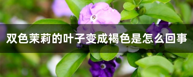 双色茉莉的叶子变成褐色是怎么回事 双色茉莉的叶子变成褐色是怎么回事