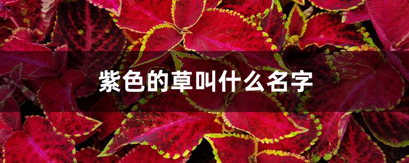 紫色的草叫什么名字 紫色的草叫什么名字