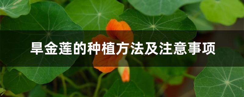 旱金莲的种植方法及注意事项 旱金莲的种植方法及注意事项