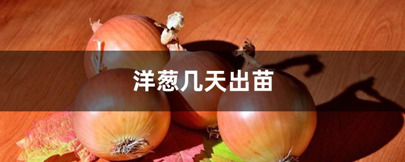 洋葱几天出苗 洋葱几天出苗