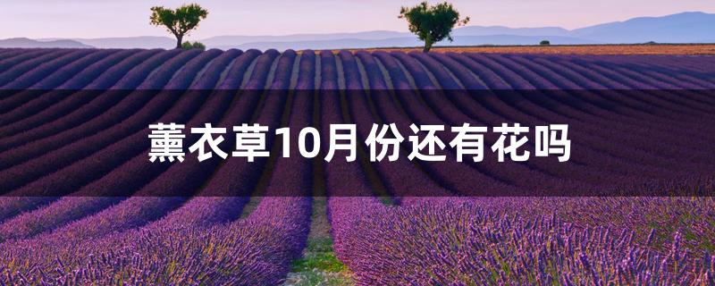 薰衣草10月份还有花吗 薰衣草10月份还有花吗