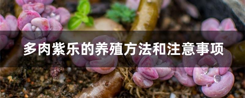 多肉紫乐的养殖方法和注意事项 多肉紫乐的养殖方法和注意事项