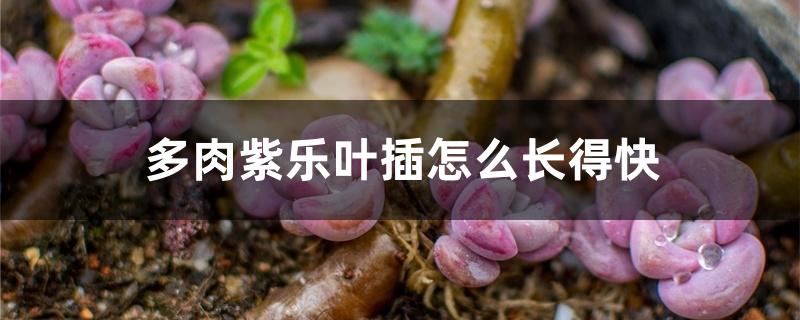 多肉紫乐叶插怎么长得快 多肉紫乐叶插怎么长得快